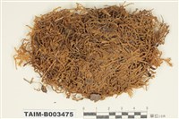 藏品(灰苔科)的圖片